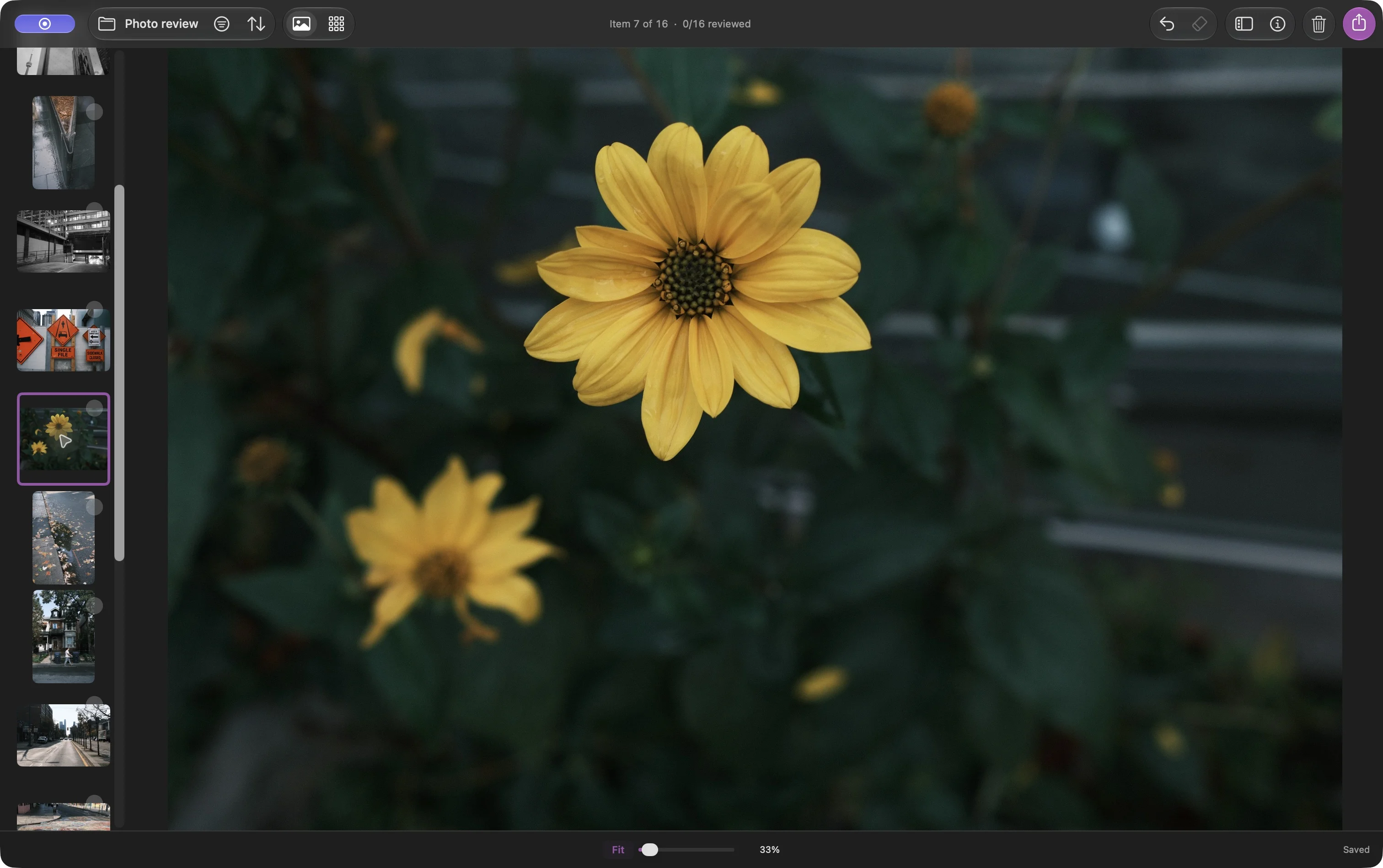 A yellow flower shown in Louppe Gallery, with nearby photographs in the thumbnail browser